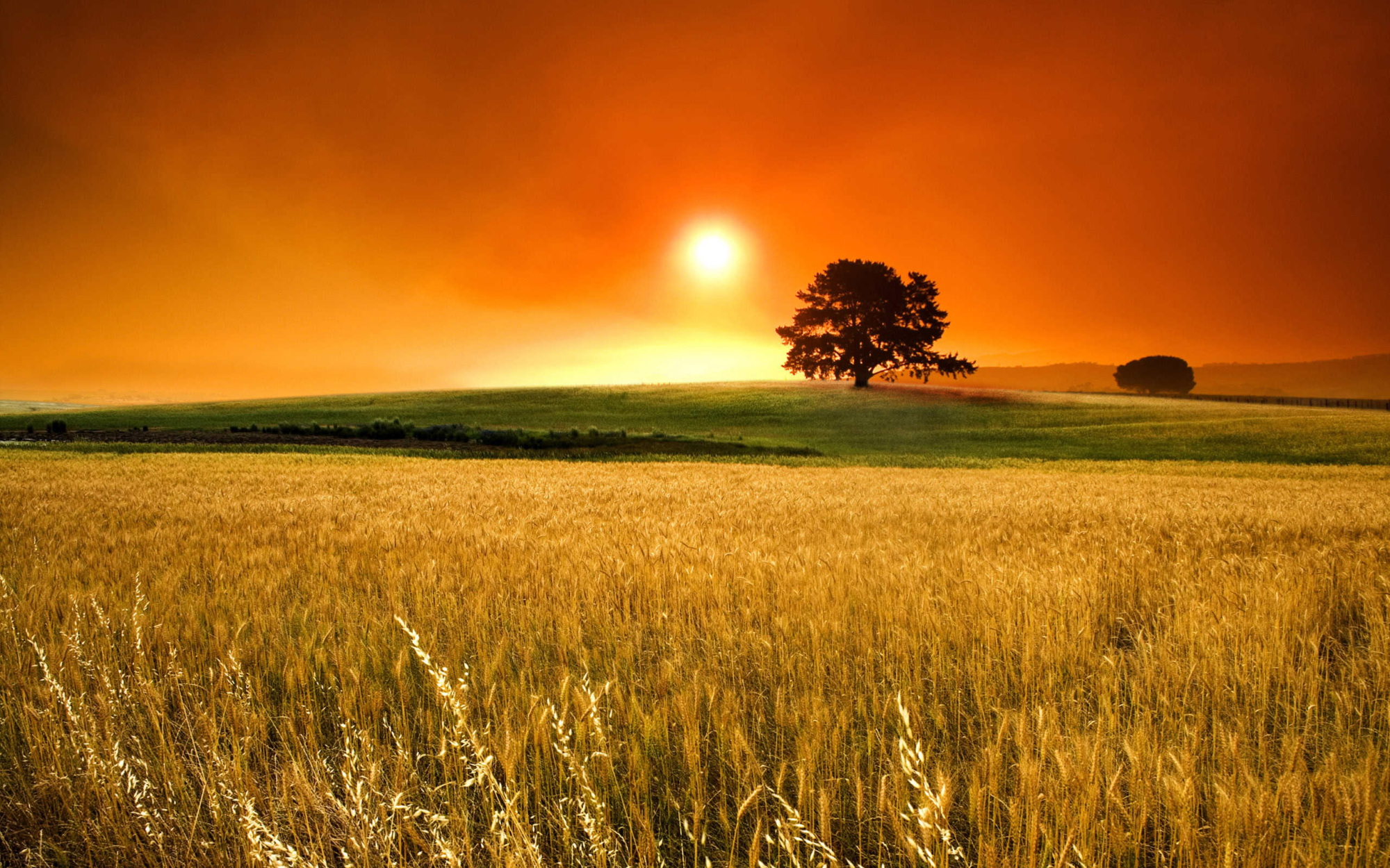 A landscape shot of a wheat field during sunset